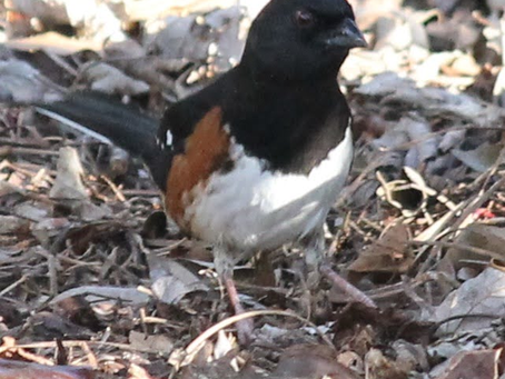 Towhee, Spring 2022