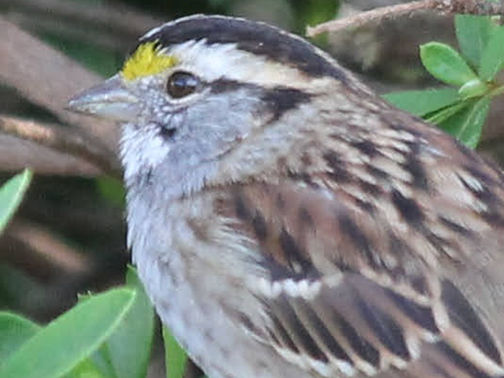 Spring 2022. White Throated Sparrow.