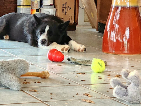 Tired little dragon snoozing amidst his hoard.  December, 2022