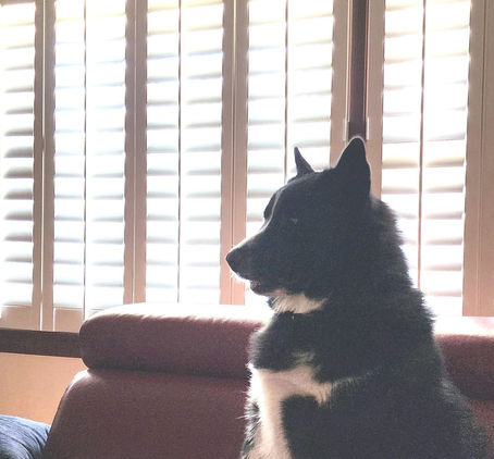 Fin watching a monster movie with me. A mouthful of giant teeth and he, gentle soul, was done with the whole movie. He went and stood in the hall 'woofing' until I stopped the movie.  March 23, 2024.
