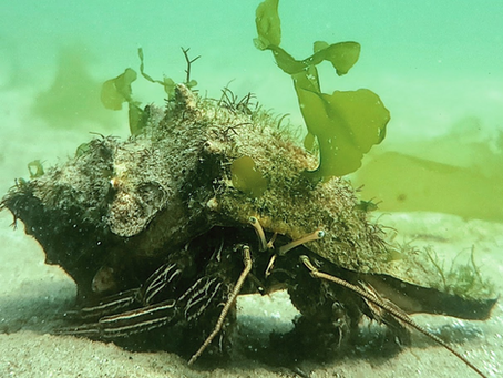 Hermit Crab wearing seaweed for a feather, June 2022