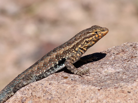 Spiny Lizard, Outside Mesa, Az. March 2022