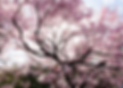 tokyocherryblossomphillipsilverstein.png