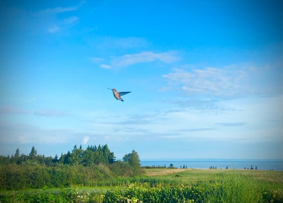 One of the two hummingbirds that befriended us while camping at Arie’s place.