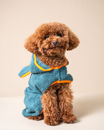 albornoz para perros