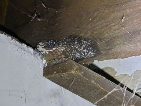 September Is Mold Awareness Month: What Pittsburgh Homeowners Should Know