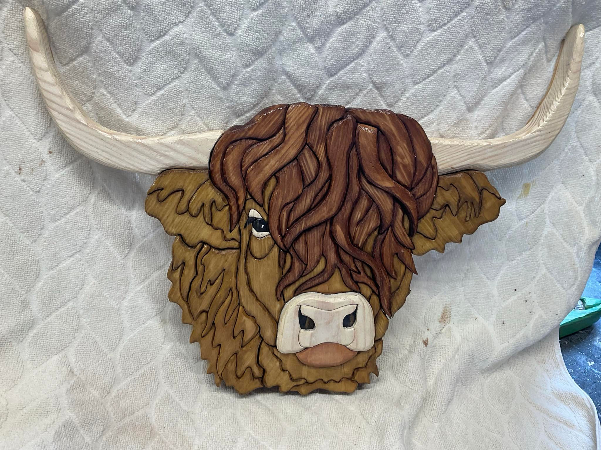 Highland Cow