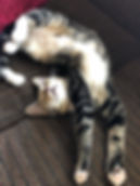 image5.jpeg