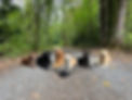 pack walking 2
