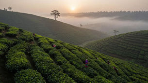 Sri Lanka 2026 geopolitical risk assessment: tea plantation highlands at dawn with tea pluckers symbolizing the 22 percent poverty rate and regressive stabilisation