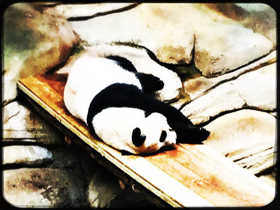 Zoo de Beauval Panda