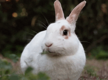 Gif lapin, poser un lapin, définition, origine expression