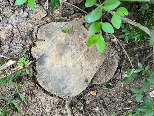 How India’s Pan Masala Boom is Stripping Its Forests