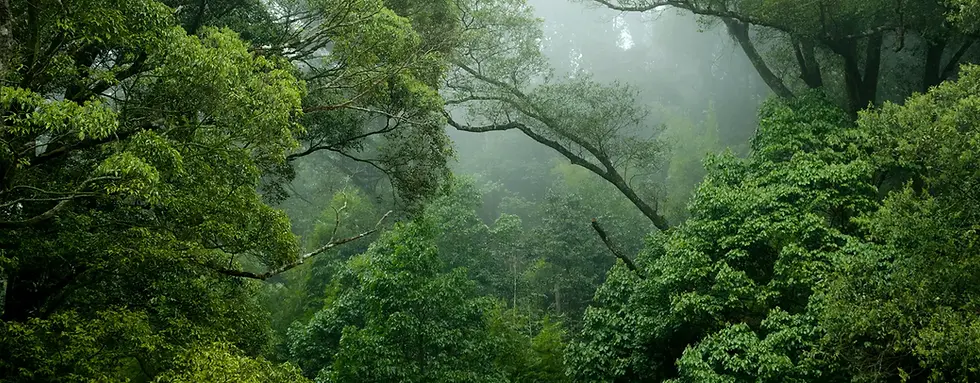 SG_CarbonCopy_Website_The Big Story_Header Image.webp