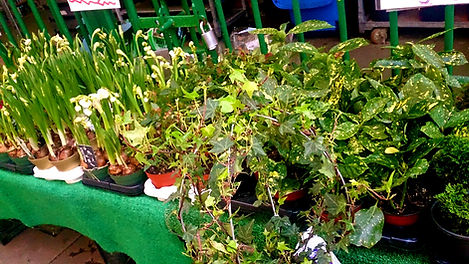 Bedding plants