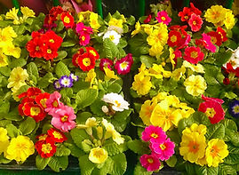 Potted flowers