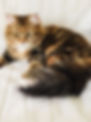 fullsizeoutput_9c6.jpeg