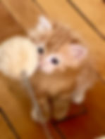 fullsizeoutput_13e0.jpeg