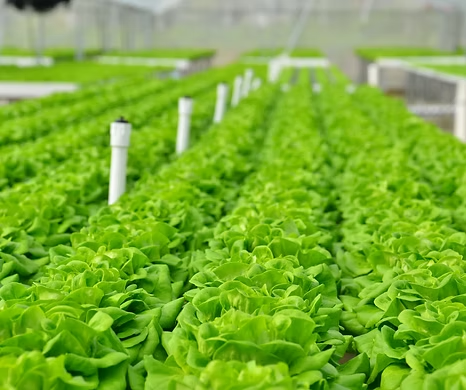 Hydroponics vs. Organic: Hong Kong's Modern Dietary Choice