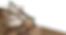 close%20up%202%20editedPNG_edited.png