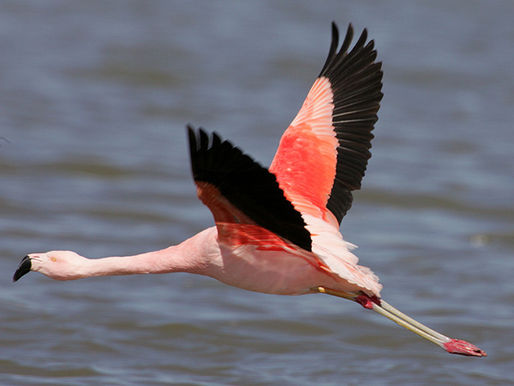 A Tale of a Flamingo That Escaped: The Legend of Pink Floyd
