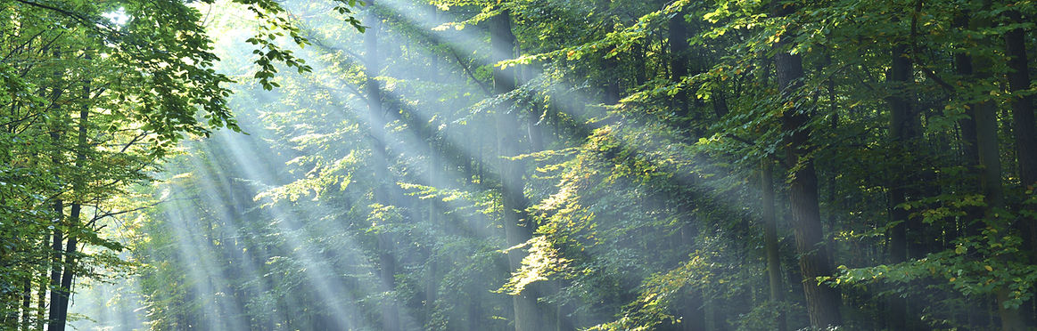 Nature Therapy: OCD, Anxiety, PTSD, Mindfulness