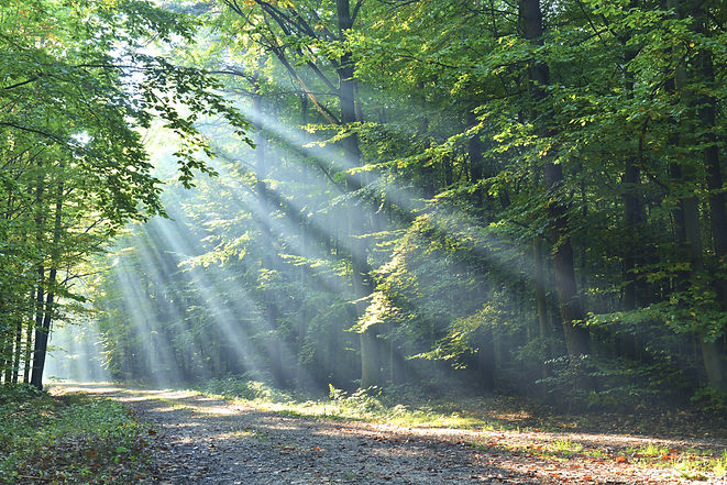 Forest_edited.jpg