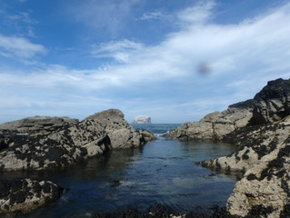 Bass Rock Gannets