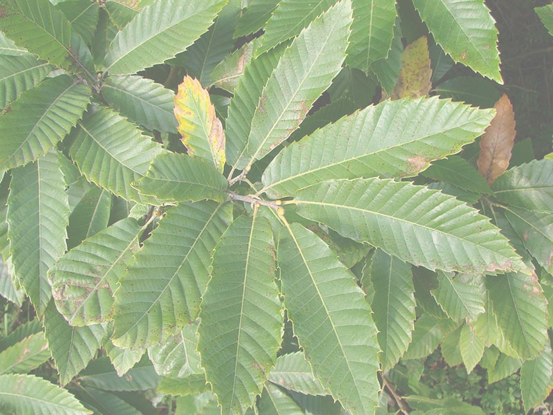 feuilles-chataigner.png