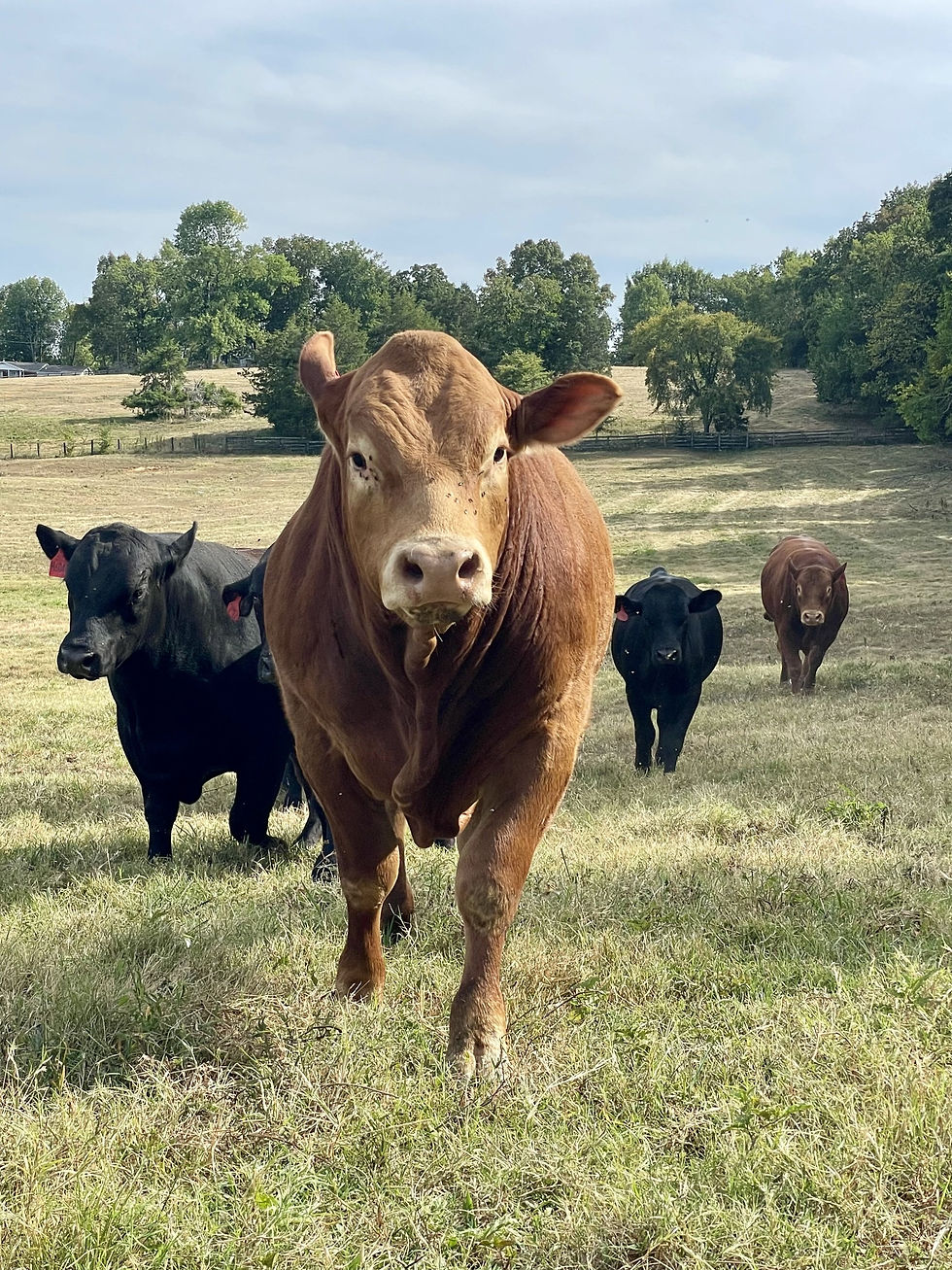 bulls walking up