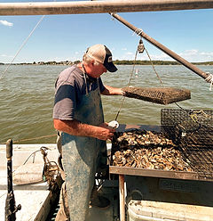 Farm Raised Oysters