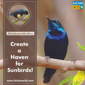 #blubworldrefers - Create a Haven for Sunbirds!