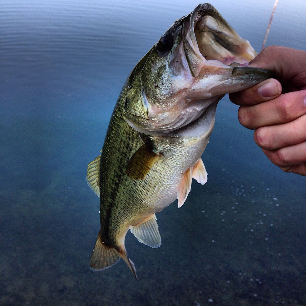 Very healthy 3lber