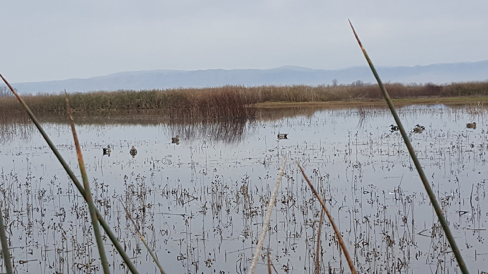 Delevan Assinged Pond 12A