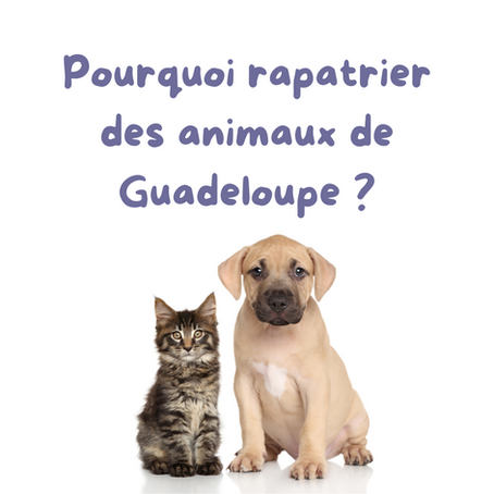 Pourquoi rapatrier des animaux de Guadeloupe alors qu’il y en a déjà tant en détresse en métropole ?