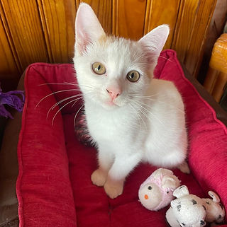 WhatsApp Image 2025-09-22 at 01.19.09.jpeg