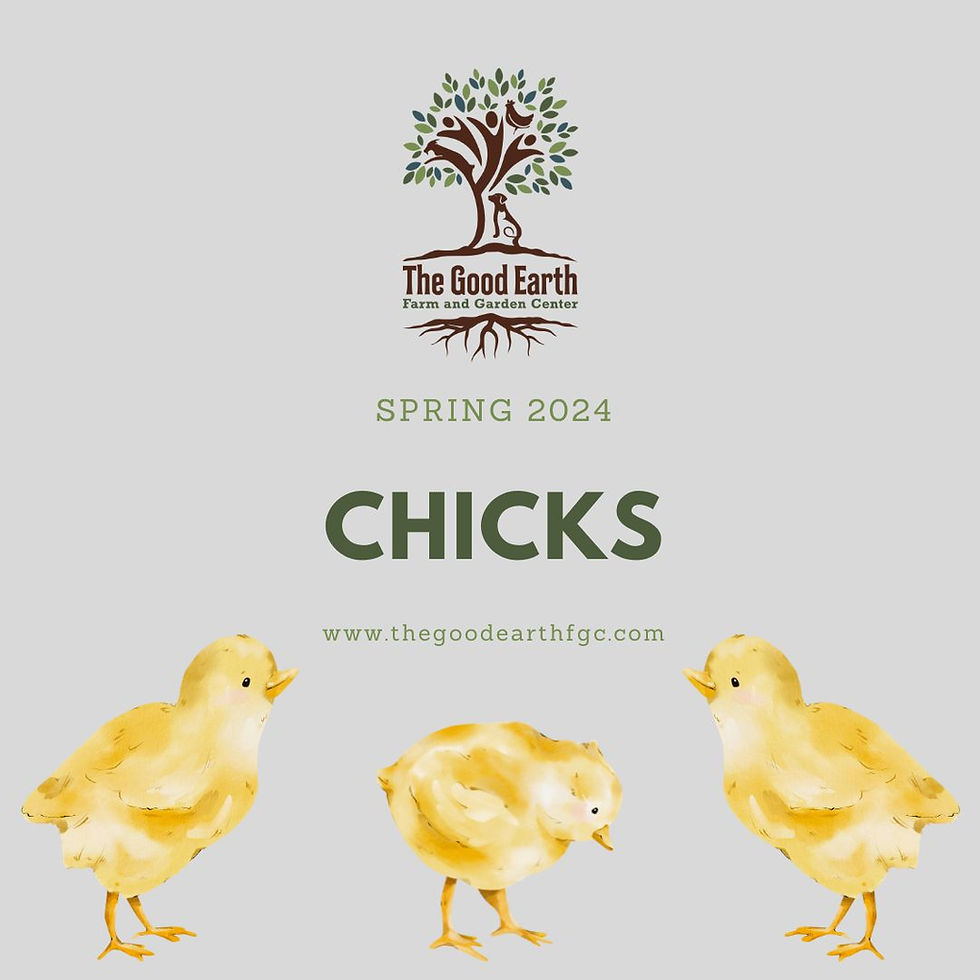 spring 2024 Chicks order, good earth logo