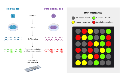 Process steps of a DNA microarray