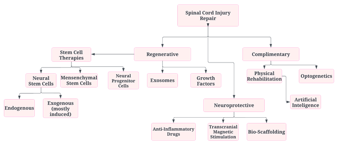 Diagram of spinal cord injury repair methods