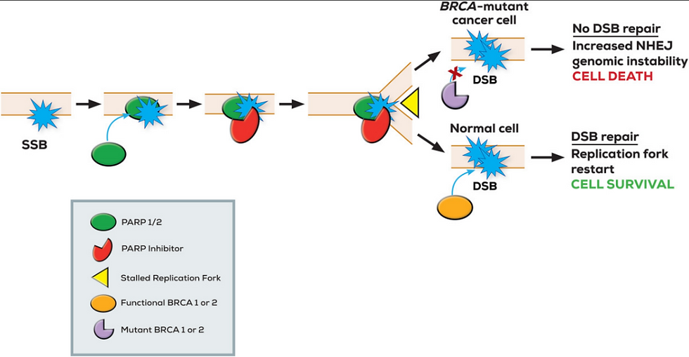 Single-strand DNA break