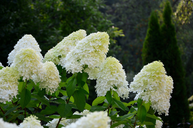 Haie d'hortensias à panicule