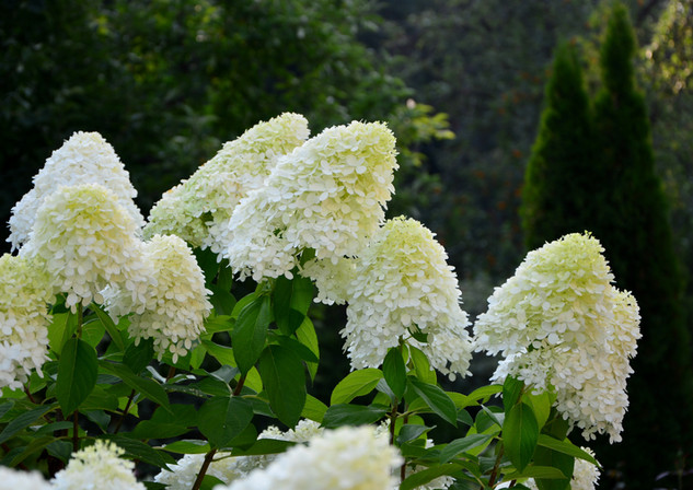 Haie d'hortensias à panicule