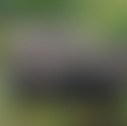 Do Elephants Go To Heaven?