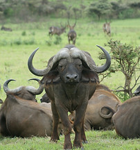 North Luangwa National Park