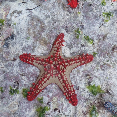 two red starfish in the sand
