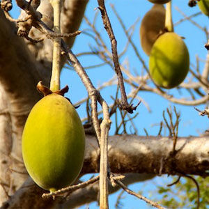 Mauyu: African Superfruit