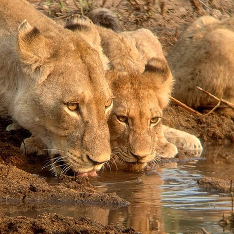 Lions drinking at a waterhole