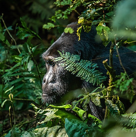 A wild gorilla peaks its head out of the brush to survey the jungle._edited.jpg