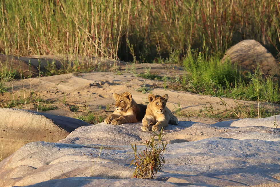 Common Mistakes Safari Travellers Should Avoid — and Why Guided Safaris Make All the Difference