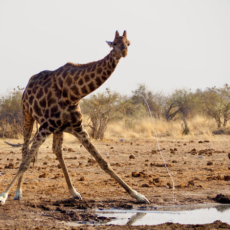 Angolan giraffe at waterhole